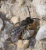 Andrena sp.